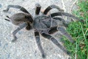 Grammostola spec Formosa